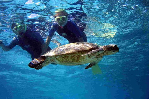 Full-Day Whale Sharks Swimming Experience On Ningaloo Reef - Accommodation Daintree 7
