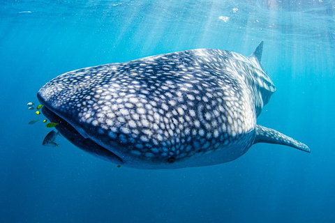Full-Day Whale Sharks Swimming Experience On Ningaloo Reef - Accommodation Daintree 9