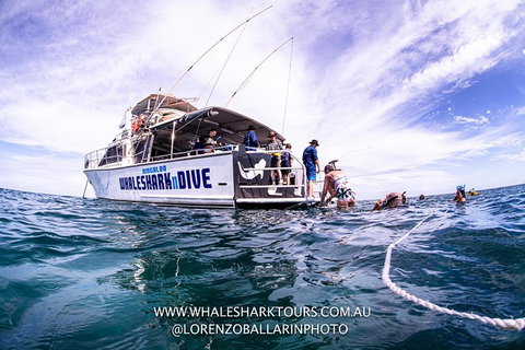 Full-Day Whale Sharks Swimming Experience On Ningaloo Reef - Accommodation Daintree 13