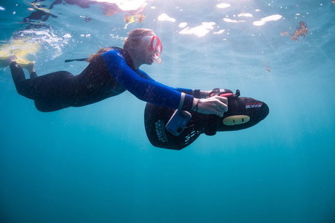 Full-Day Whale Sharks Swimming Experience On Ningaloo Reef - Accommodation Daintree 4