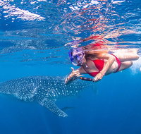Full-Day Whale Sharks Swimming Experience on Ningaloo Reef - Accommodation Daintree