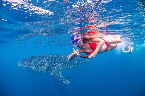 Full-Day Whale Sharks Swimming Experience On Ningaloo Reef - Accommodation Daintree 0