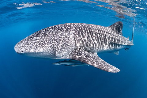 Full-Day Whale Sharks Swimming Experience On Ningaloo Reef - Accommodation Daintree 14