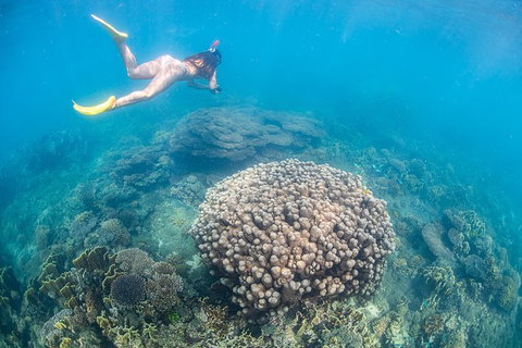 Full-Day Whale Sharks Swimming Experience On Ningaloo Reef - Accommodation Daintree 6