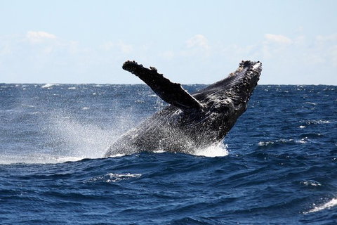 Full-Day Whale Sharks Swimming Experience On Ningaloo Reef - Accommodation Daintree 8