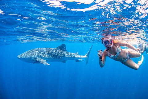 Full-Day Whale Sharks Swimming Experience On Ningaloo Reef - Accommodation Daintree 17