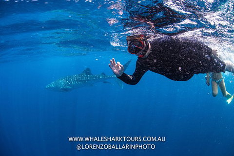 Full-Day Whale Sharks Swimming Experience On Ningaloo Reef - Accommodation Daintree 2