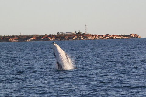 AOC Broome Whale Watching - Accommodation Daintree 2