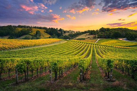 Swan Valley Sunset Wine Tour - Premium Small Group Tour - Accommodation Daintree 0