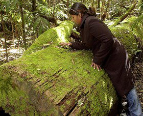 Dundee NSW Accommodation Daintree