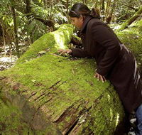 Washpool National Park - Washpool Walk - Accommodation Daintree