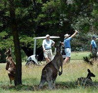 Glen Innes Golf Club - Accommodation Daintree
