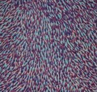 The Gate Gallery - Wollombi - Accommodation Daintree