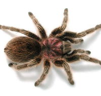 Melbourne Museum - Accommodation Daintree