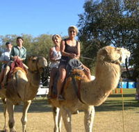 Calamunnda Camel Farm - Accommodation Daintree