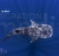 Migration Media - Accommodation Daintree