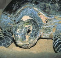 Turtle Nesting Season - Accommodation Daintree