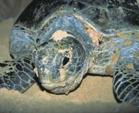 Turtle Nesting Season - Accommodation Daintree 0