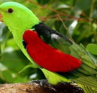 Birdworld Kuranda - Accommodation Daintree