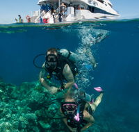 Down Under Cruise and Dive - Accommodation Daintree