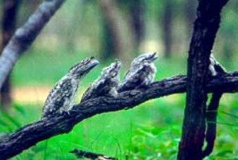 Fossilbrook ACT Accommodation Daintree