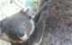 West Oz Wildlife Petting Zoos - thumb 0