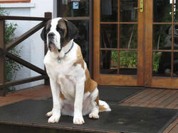 Mt Tamborine QLD Accommodation Daintree