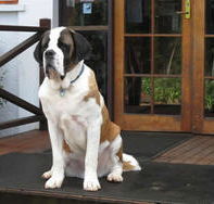 St Bernards Hotel - Accommodation Daintree