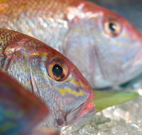 Coro Hotel - Lure Seafood Restaurant - Accommodation Daintree