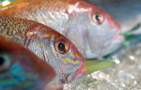 Coro Hotel - Lure Seafood Restaurant - Accommodation Daintree 0