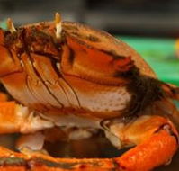River Cottage Restaurant - Accommodation Daintree