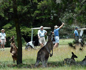 Glen Innes NSW Accommodation Daintree
