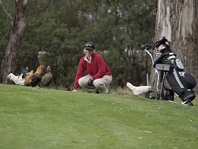 Tasmania Golf Club - The - Accommodation Daintree 0