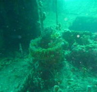 Wallaroo Scuba Club - Accommodation Daintree