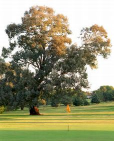 Cowra NSW Accommodation Daintree