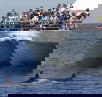 MoonshadowTQC Cruises - Accommodation Daintree