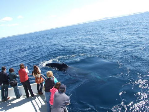 Moonshadow–TQC Cruises - Accommodation Daintree 1