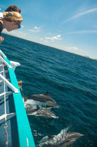 Moonshadow–TQC Cruises - Accommodation Daintree 3