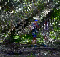 Elephant Trail Race - Accommodation Daintree