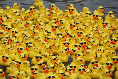 Gerringong Men’s Shed Annual Duck Derby - Accommodation Daintree 1