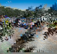 JetBlack Wild Wombat MTB Challenge - Accommodation Daintree