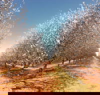 Mallee Almond Blossom Festival - Accommodation Daintree