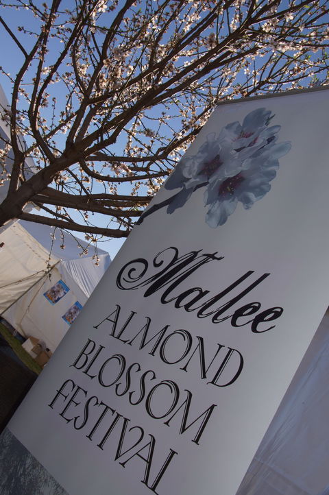 Mallee Almond Blossom Festival - Accommodation Daintree 1