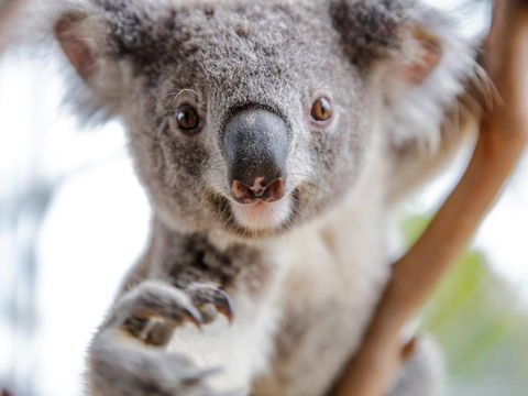 Meet The Stars Of The Livestreams - Accommodation Daintree 0