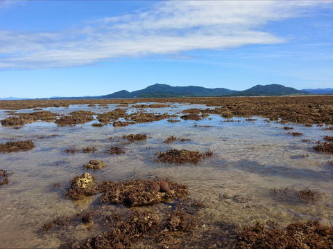 Walk To The Reef - Accommodation Daintree 0