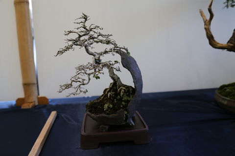 Wauchope Bonsai Workshop Group - Accommodation Daintree 1
