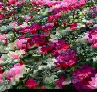 2020 Woolmers Estate Festival of Roses - Accommodation Daintree