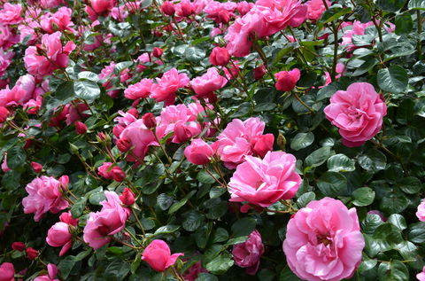 2020 Woolmers Estate Festival Of Roses - Accommodation Daintree 0