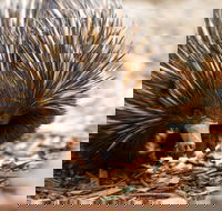Aussie Wildlife Course - July/August/September - Accommodation Daintree