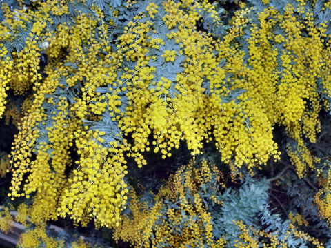 Australian Wattle Day @ The Old Bus Depot Markets - Accommodation Daintree 0